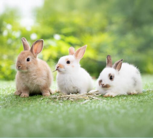 Promo grid image: Small Animals